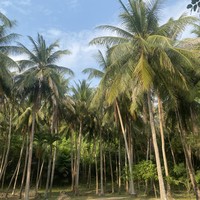 Фото отзыва 5: экскурсия "Чудеса Андаманского моря: на катере к островам Пхи-Пхи и Бамбу"