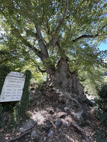 Все очень понравилось! спасибо за прекрасную экскурсию 🙏🏻
