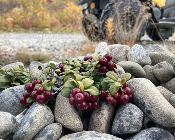 Иоканга - Лумбовка - Городецкая Сирена - Поной