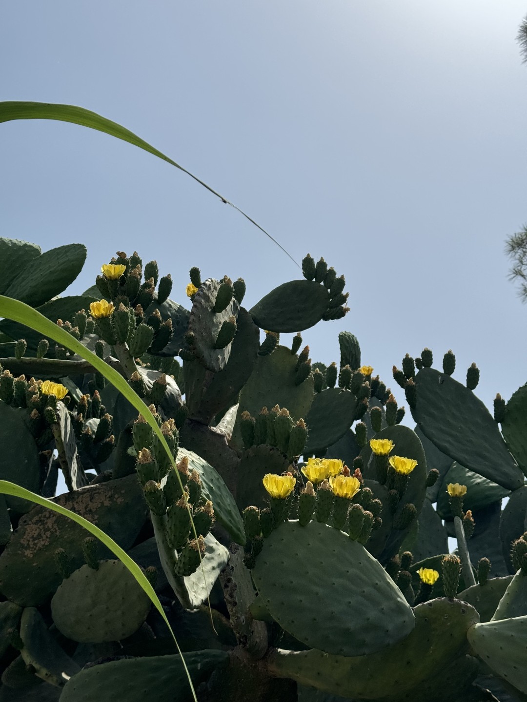 Замечательная экскурсия! Нас привезли на великолепное ранчо, очень чисто, красивая территория посреди леса, все в цветах