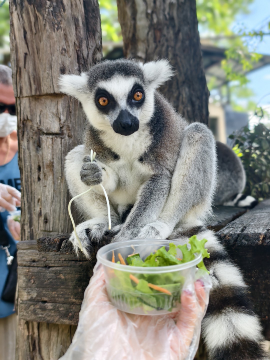 Экскурсия интересная, парк огромный, обойти самостоятельно очень сложно, т к. некоторые зоны находятся на большом расстоянии