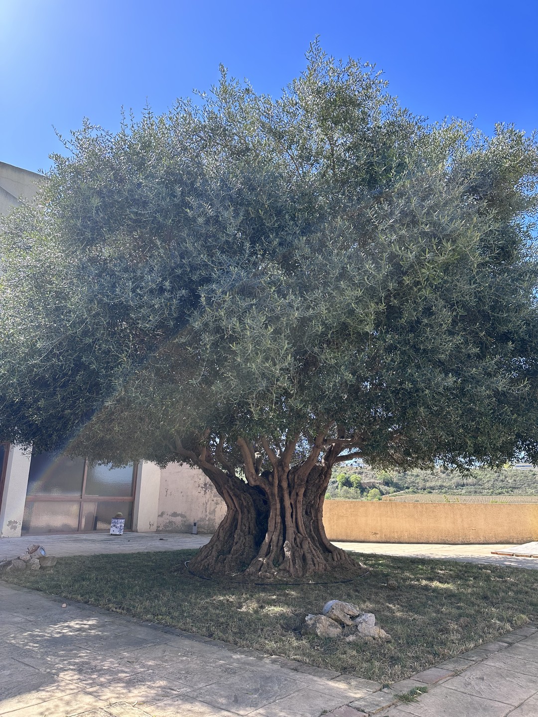 Посетили винодельню, попробовали разные виды cava, посмотрели погреба и производство, старый дом винодела. Сами сняли с
