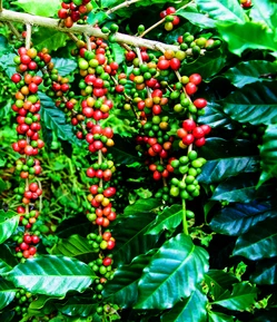 Кофейная плантация