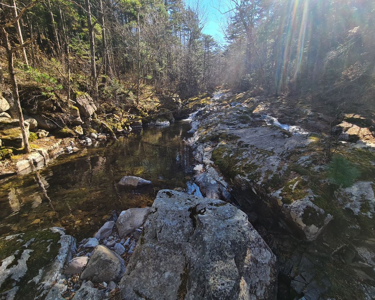 Познавательная прогулка по приморской тайге (6/9)