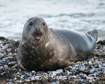 Переезд в бухту Врангеля