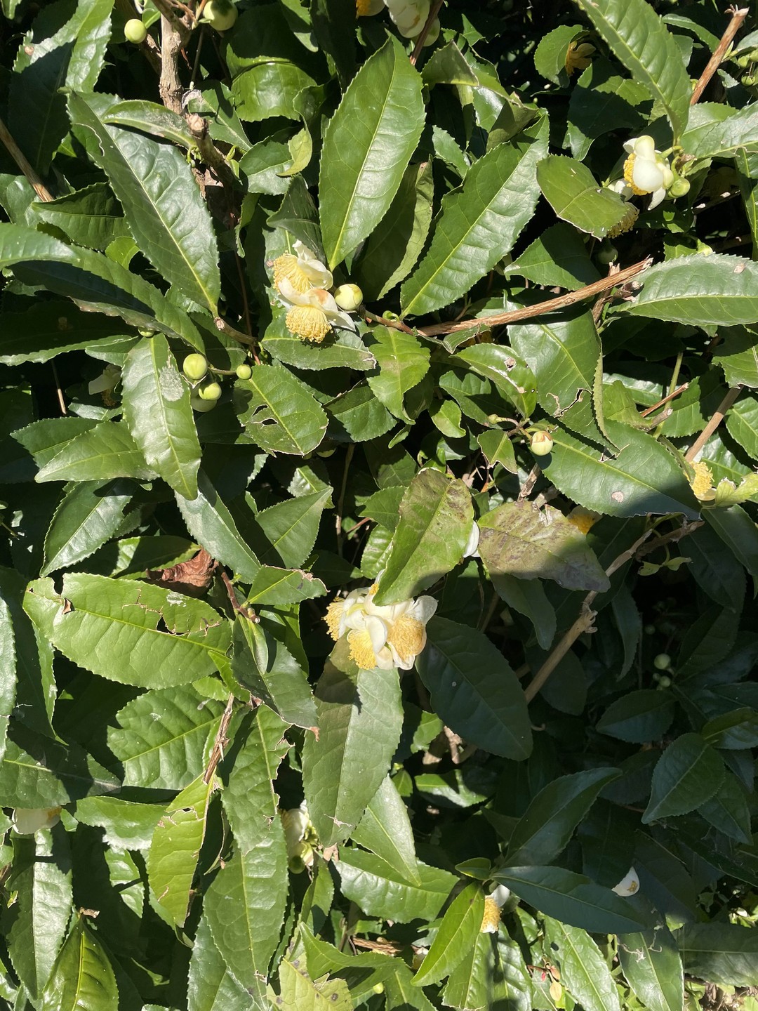 Александр профессиональный и очень увлеченный своей работой специалист!