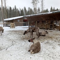 Фото отзыва 1: экскурсия "Из Петрозаводска — в гости к хаски и северным оленям"