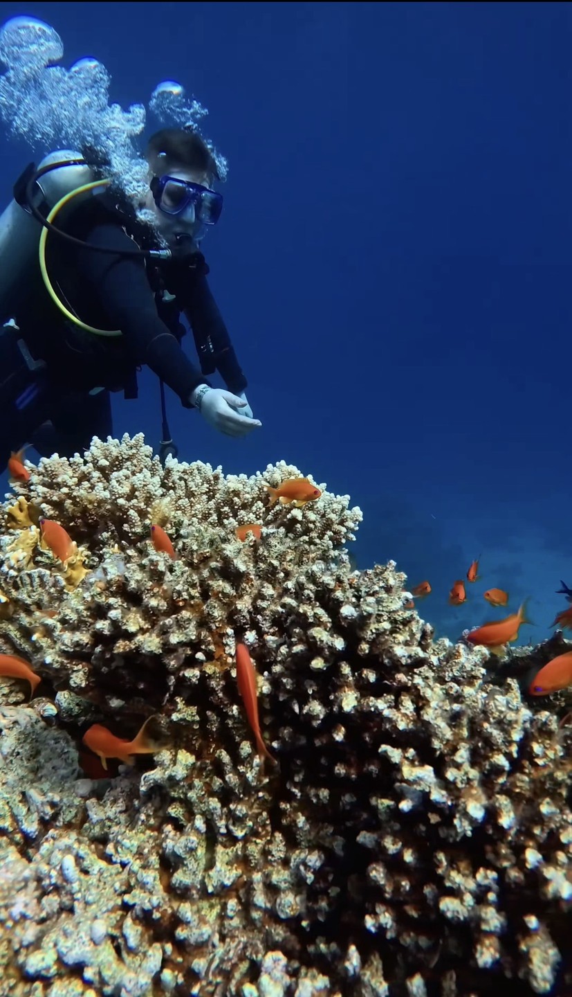 Дайвинг на одном из лучших пляжей Шарм-эль-Шейха (Екатерина)