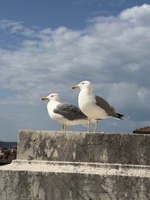 Фото отзыва 1: экскурсия "О Риме с любовью!"