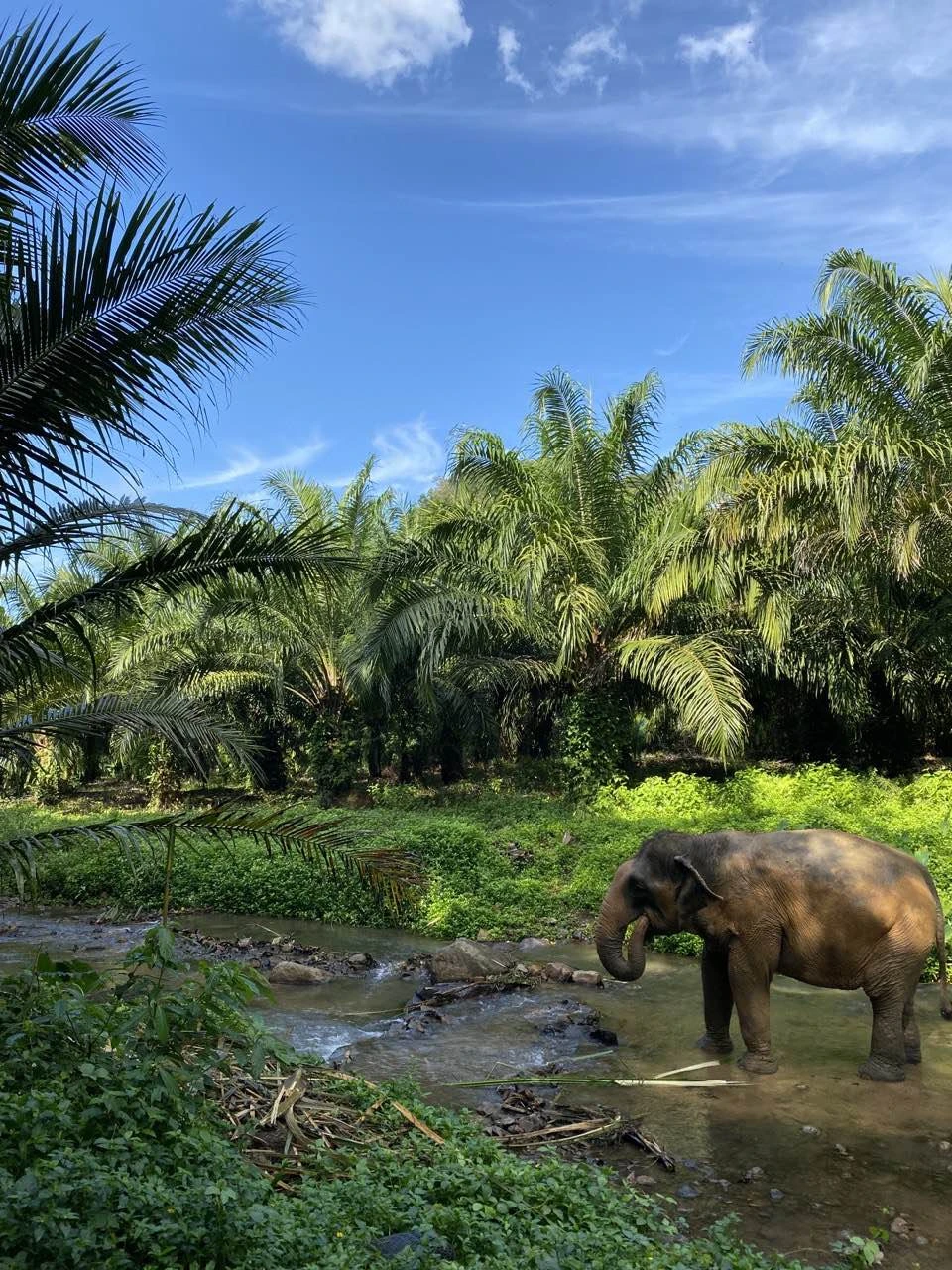 Прекрасная экскурсия. Слоны живут в хороших условиях, откликаются на голосовые команды, управляются без палок или других