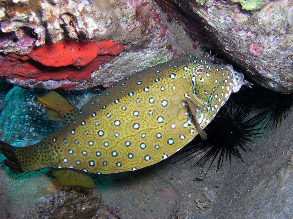 Замечательная, ненавязчивая поездка… Богдади молодец, всё по делу, лишнего не втирает и не впаривает, как многие другие… особенно отельные гиды))