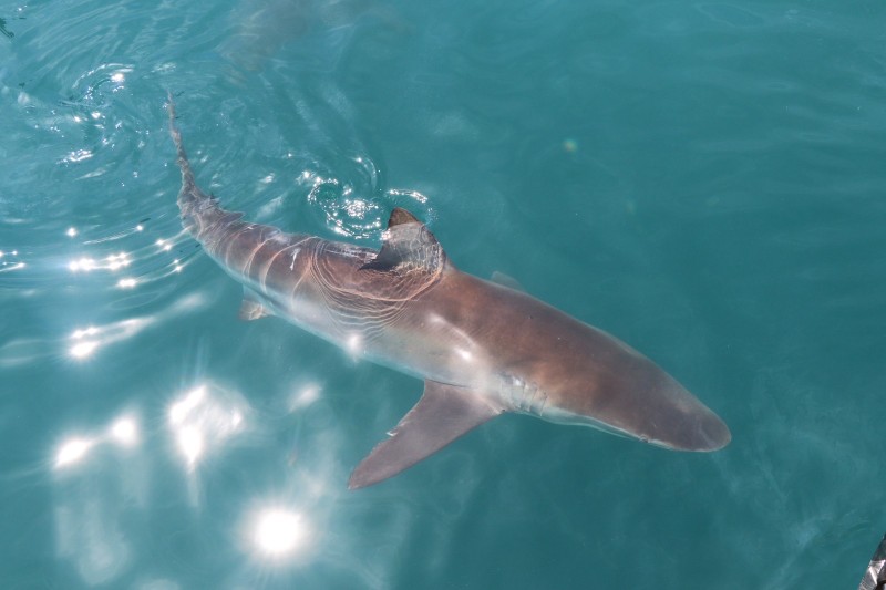 Ребята, это было просто невероятно! Оно того стоило! Увидели всю пятерку. Хотя нас предупреждали, что сейчас