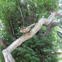 Фото отзыва 2: экскурсия "Джунгли Дагестана: групповая экскурсия в Самурский лиановый лес"