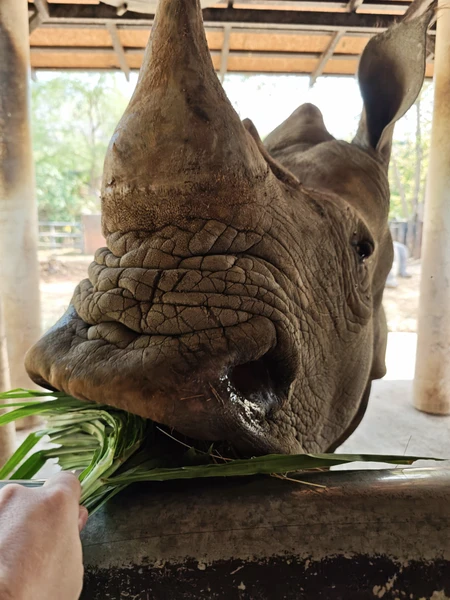 Одна из лучших экскурсий в Паттайе! зоопарк прекрасен! Друг экскурсовод Арина милашка! Всё рассказала объяснила и
