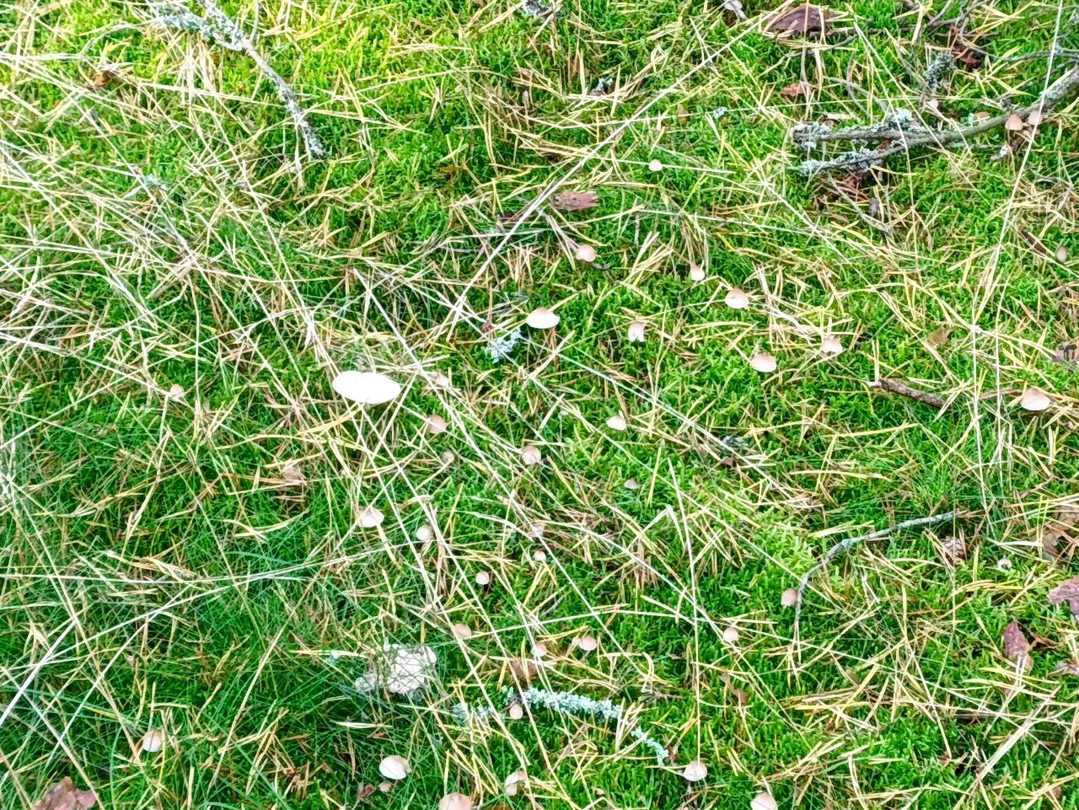 Куршская коса из Зеленоградска (Надежда)