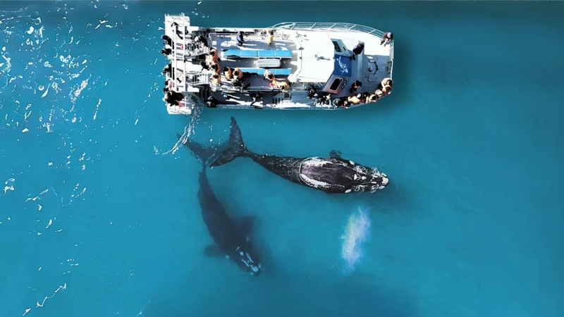 Фото - Экскурсия: "Морское сафари в Кейптауне: большая пятёрка"