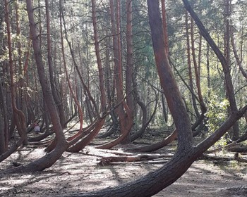 Прогулка по Пьяному лесу, отдых на Святом озере, исследованием старинного села Дубровка