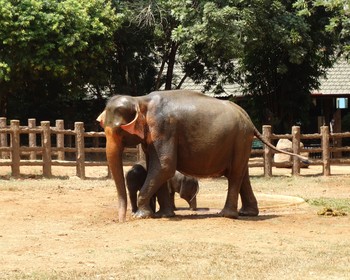 Фото отзыва 3: авторский тур "Такая разная Шри-Ланка: слоновий приют, джип-сафари и отдых на пляже с ребёнком"