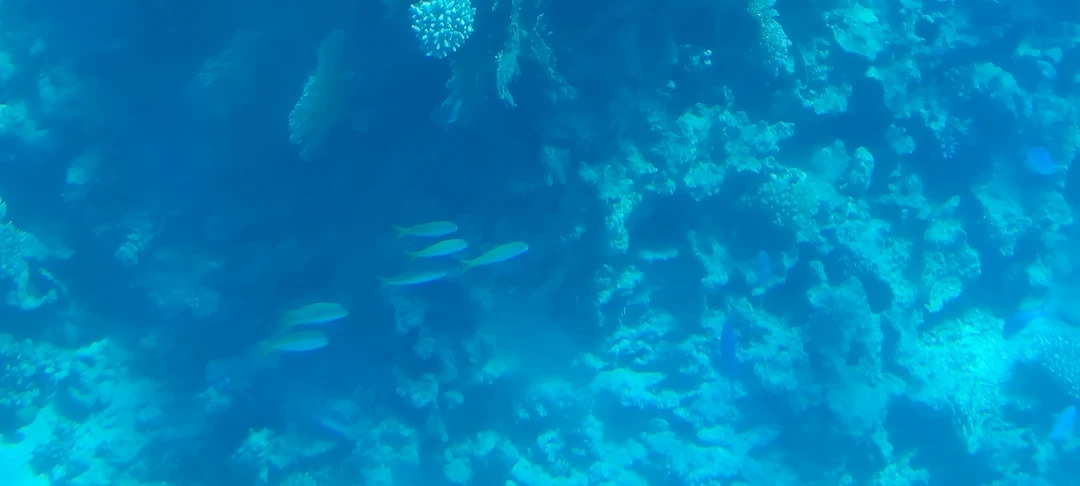 Отличная экскурсия! Что детям, что взрослым будет интересно. До этой экскурсии плавали около своего отеля с