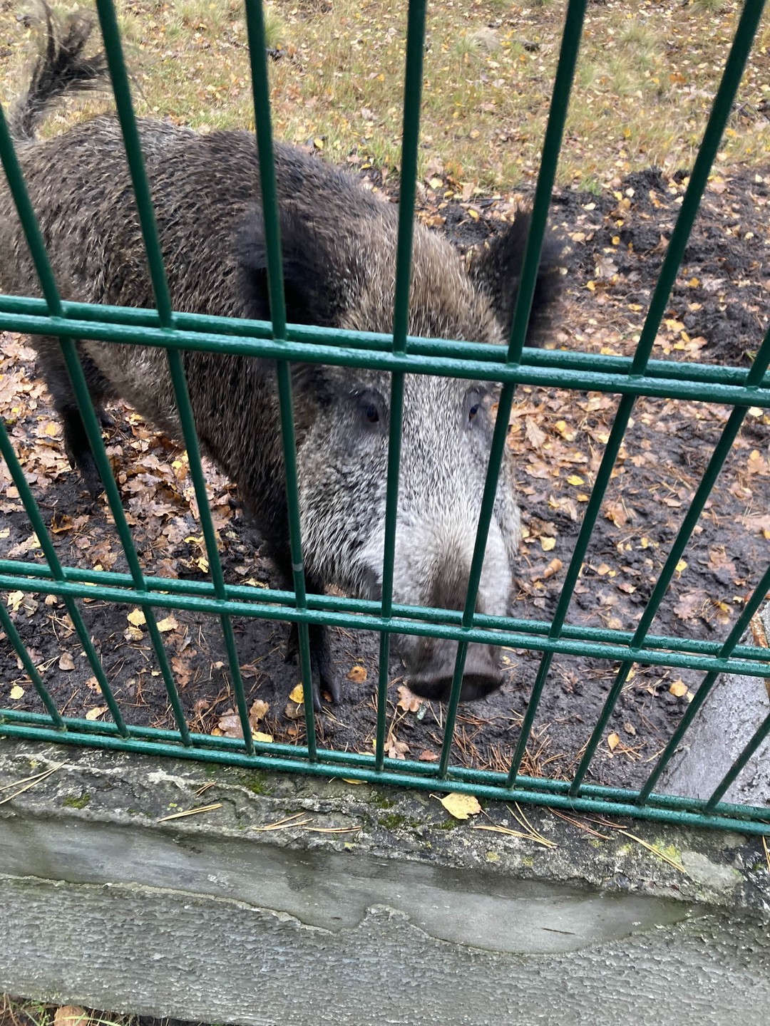 Групповая экскурсия в Брест и Беловежскую пущу (Наталья)