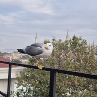 reviews img