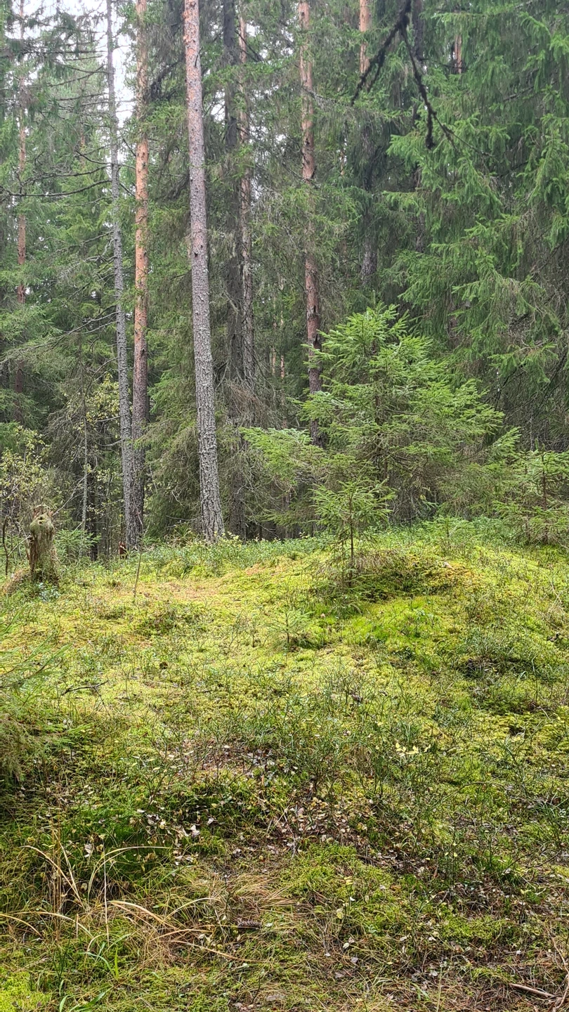 Прекрасная экскурсия! Провели отличный день в обществе Надежды и природы Карелии! Дополнительный плюс – практически полное