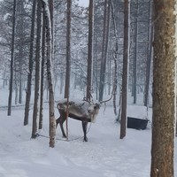 Фото отзыва 3: экскурсия "Саамская деревня: музей под открытым небом"