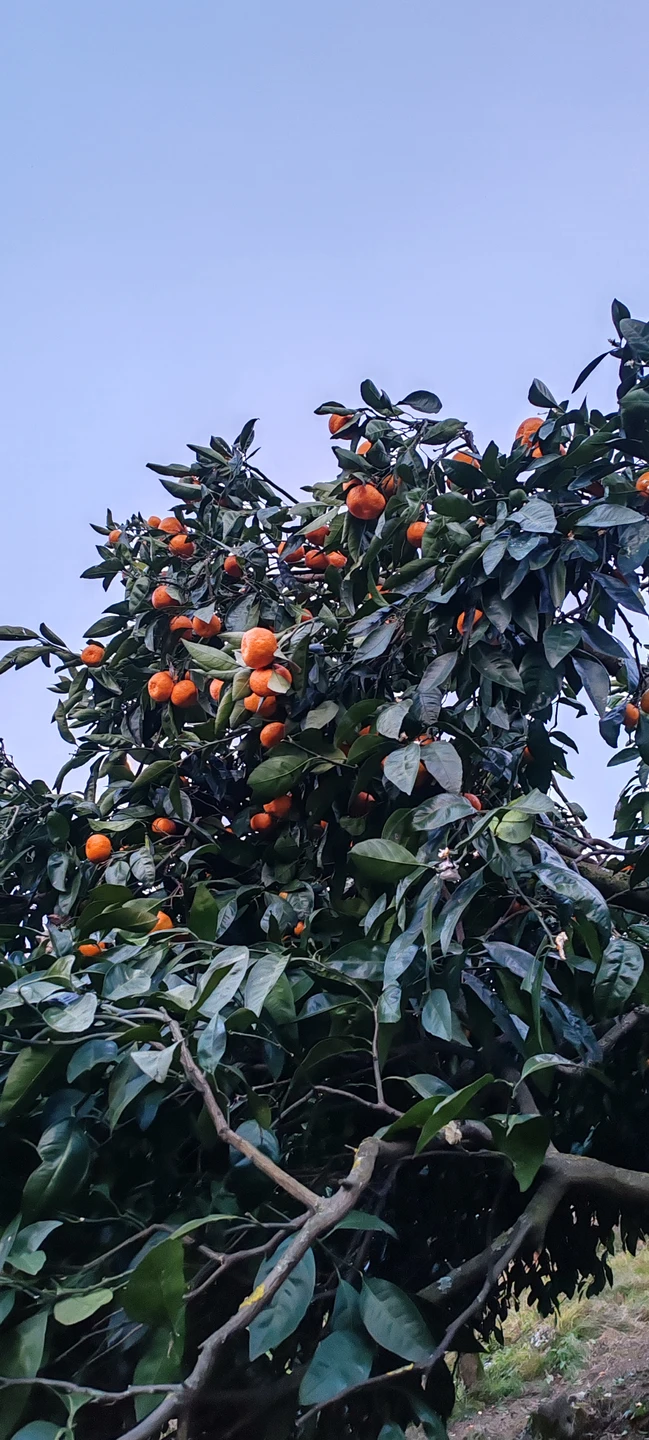 Шикарная экскурсия! Не первый раз были в Абхазии, и по такому же маршруту не первый раз