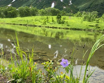 Дикая Камчатка