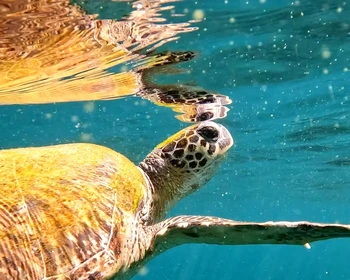 Фото отзыва 3: авторский тур "Индивидуальный джип-тур по Оману с водными активностями, каньонингом и виа феррата"