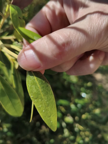 Замечательная экскурсия, всем смело рекомендую! Риф очень красивый, гид в процессе снорка очень внимательный, показывает где