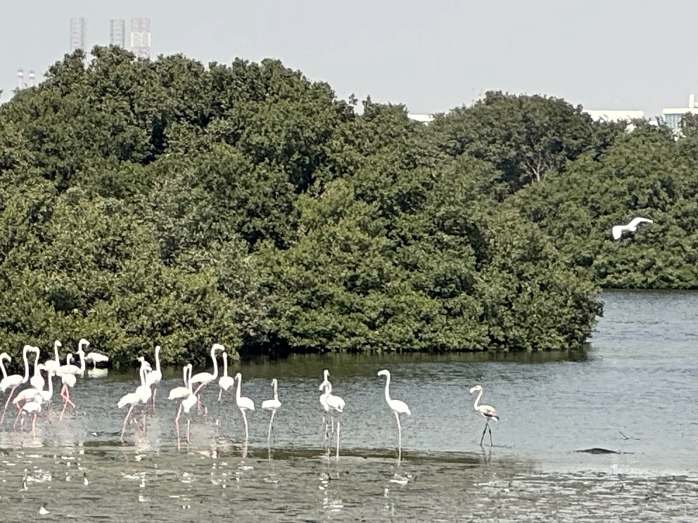 Мы катались с Эдвардом. Очень интересный рассказчик, многим делится - причем из бытовых особенностей ОАЭ тоже