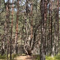 Фото отзыва 2: экскурсия "Куршская коса, орнитологическая станция и Танцующий лес (из Зеленоградска)"