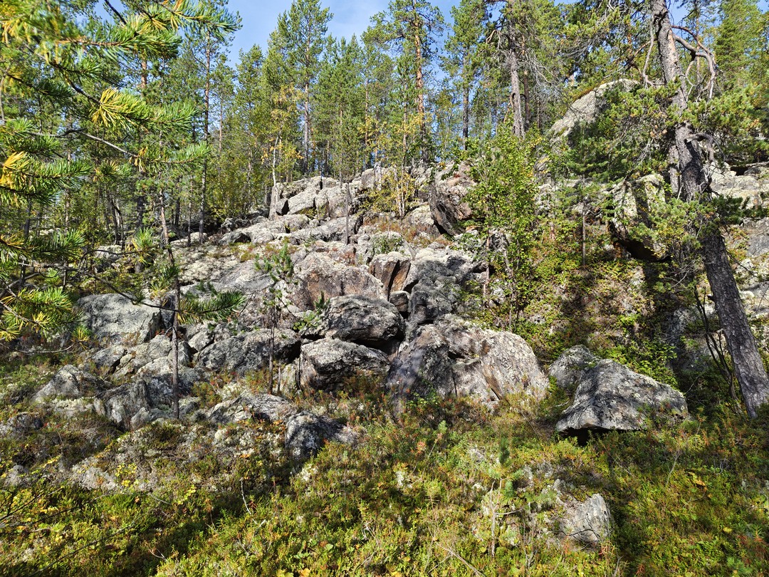Треккинг по мурманской лесотундре (Александр)