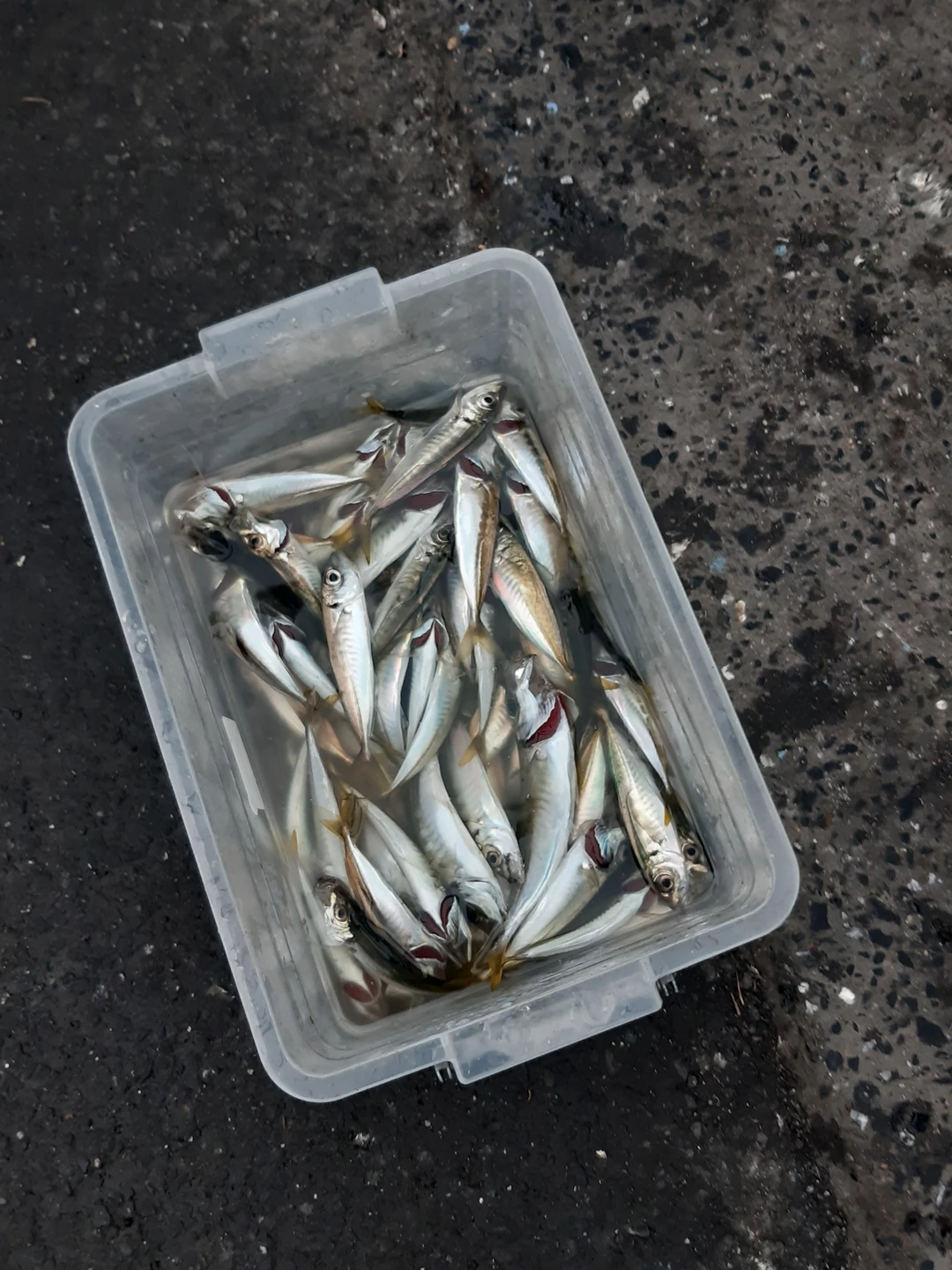 Эта экскурсия была подарком на день рождения моему мужу. Честно говоря, общаясь с организатором, не очень