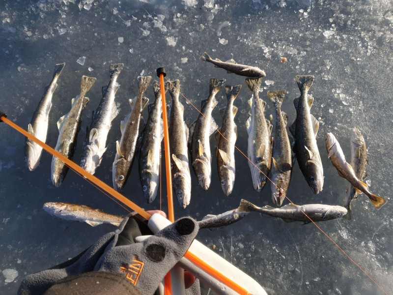 Подлёдная рыбалка во Владивостоке