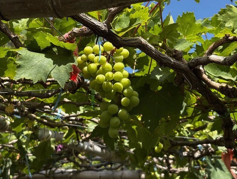 Из Нячанга в Фанранг - край виноградников и соляных плантаций