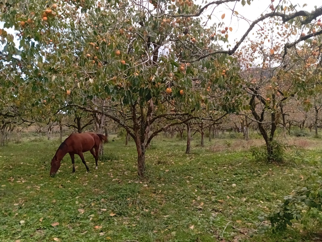 Сюзанна вам покажет местечки, которые сложно нагуглить, но необходимо увидеть! Она подберёт маршрут под вашу компанию