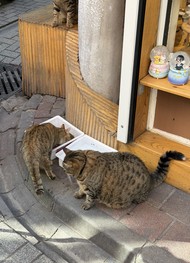 Фото отзыва 1: экскурсия "Стамбул изнутри"