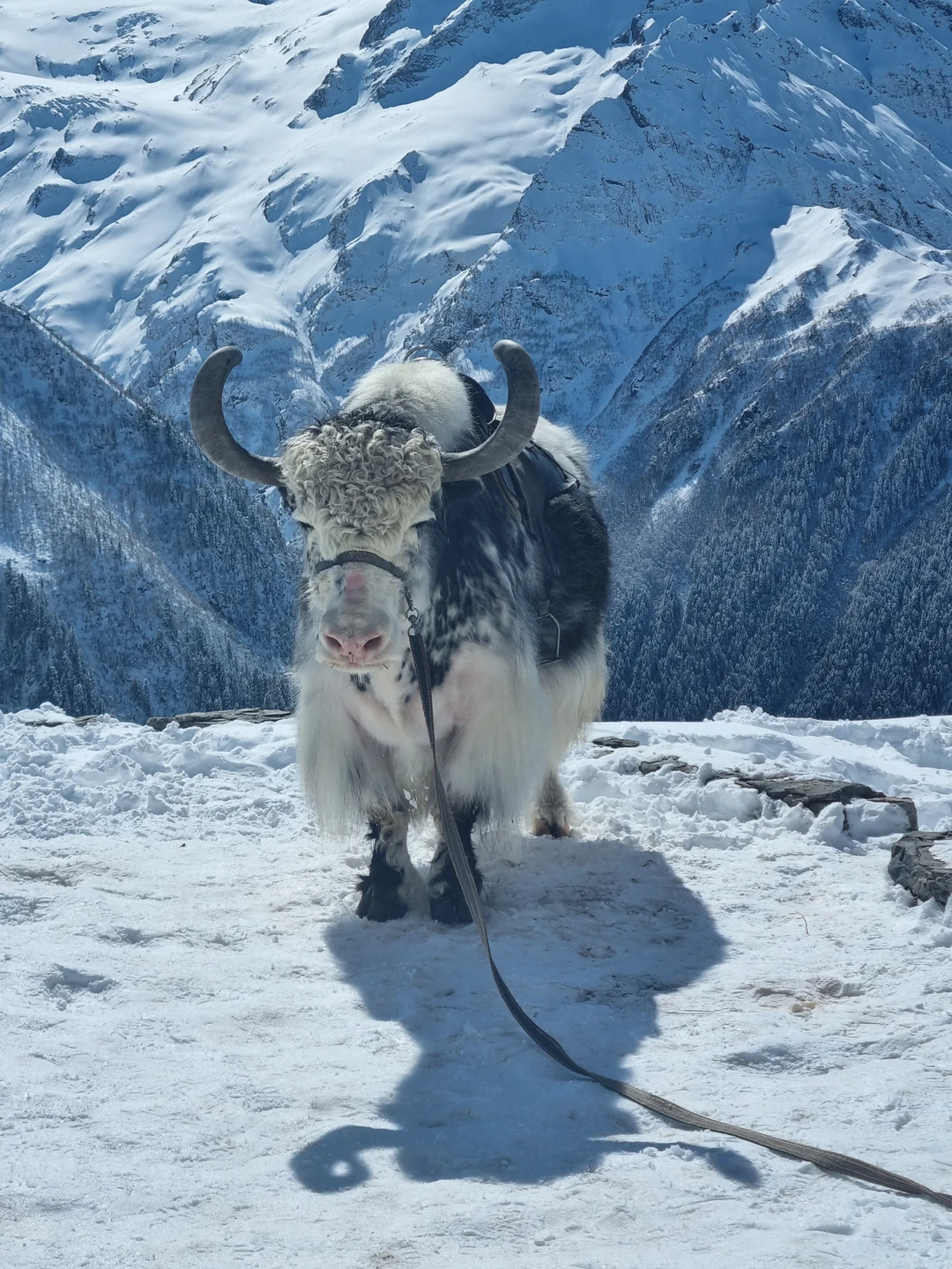 Ездили на экскурсию с подругой и четырьмя детьми. Всё очень понравилось, увидели много красивых мест, с