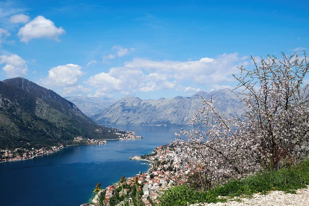 Цветущий миндаль в&nbsp;Которе