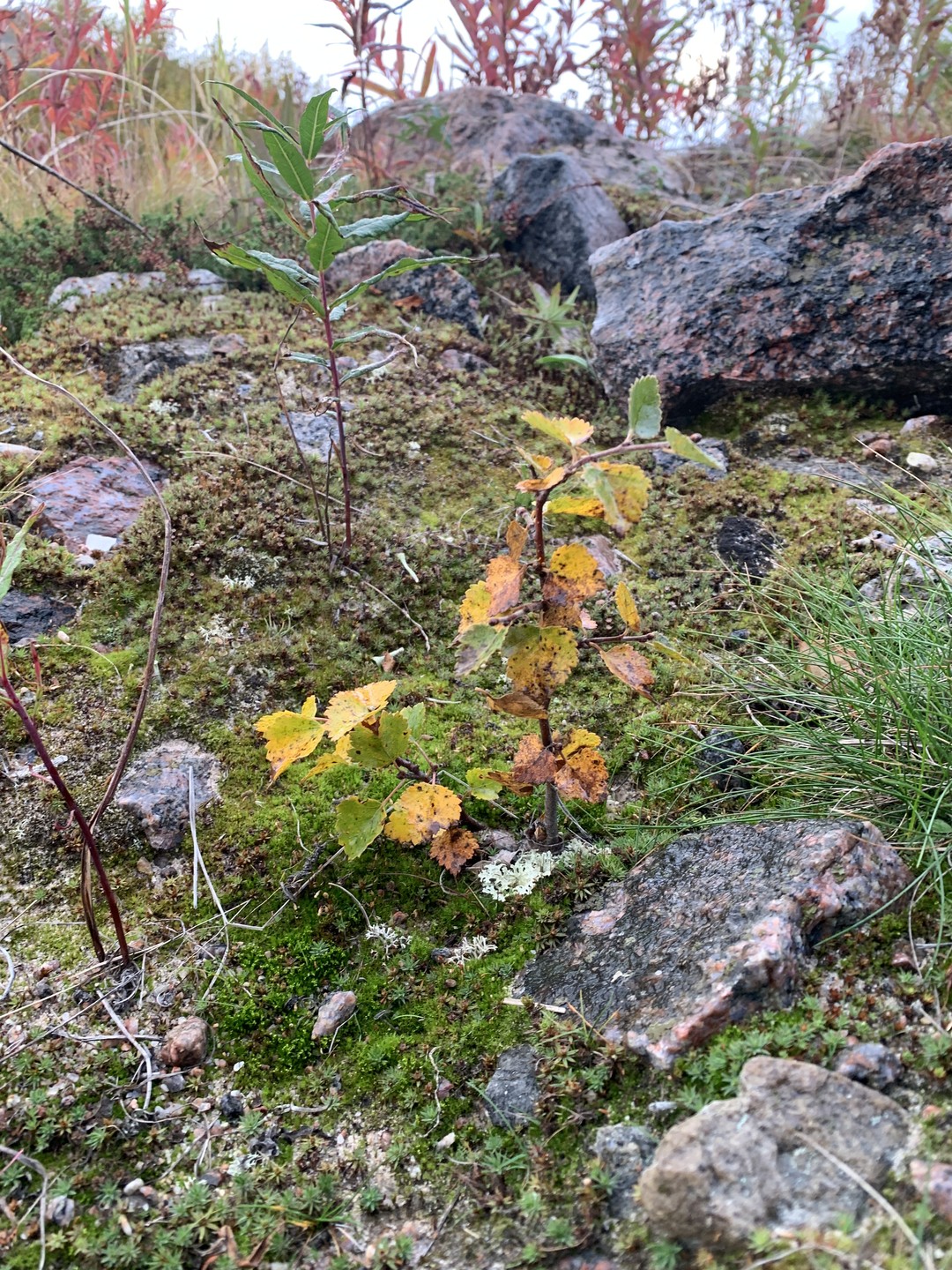 Замечательная экскурсия! Благодарны нашему гиду Роману за то, что показал нам красивейшие места, рассказал много интересного
