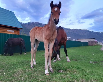 Фото отзыва 1: авторский тур "Когда цветёт маральник: по самым красивым местам Алтая с коренным жителем"