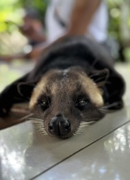 Фото отзыва 1: экскурсия "Традиции и обряды Бали"