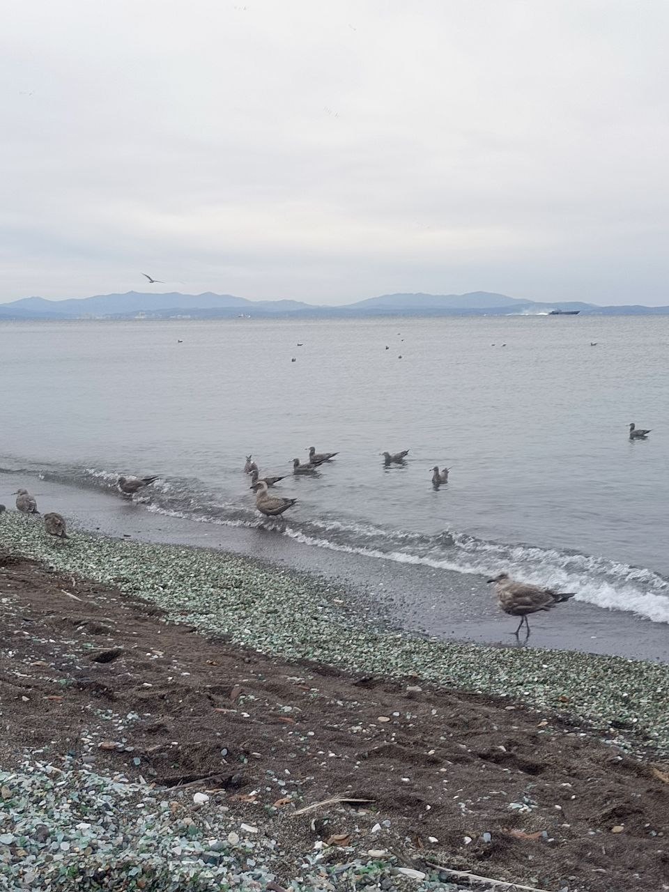 Сафари-парк и три бухты: Муравьиная, Шамора и Стеклянная (в мини-группе) (Ольга)