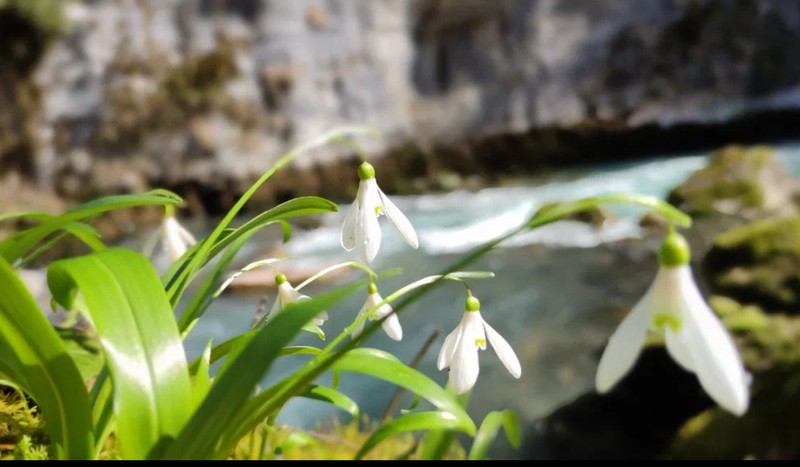 Фантастические растения Абхазии и где они обитают