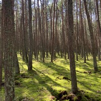 Фото отзыва 3: экскурсия "Утренняя Куршская коса, Зеленоградск и замок Нессельбек на автобусе"