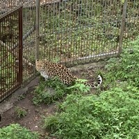 Фото отзыва 4: экскурсия "Сафари-парк и три бухты: Муравьиная, Шамора и Стеклянная"