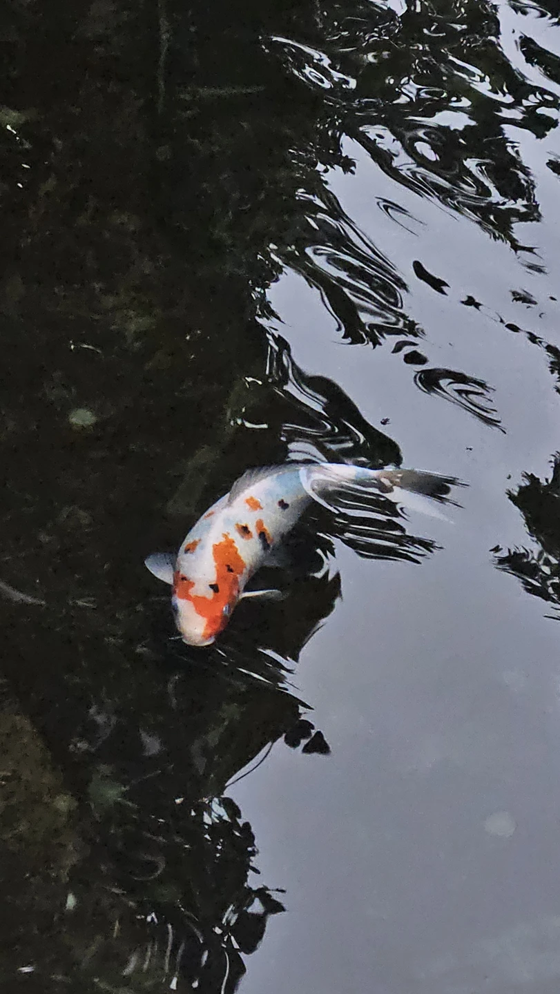 По парку Галицкого - в мини-группе (Наталья)