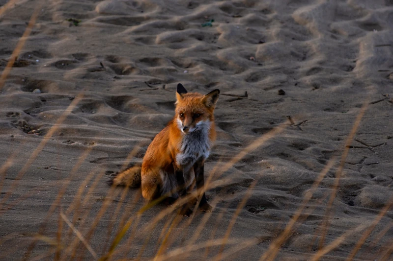 Куршская коса и Зеленоградск: увлекательное путешествие